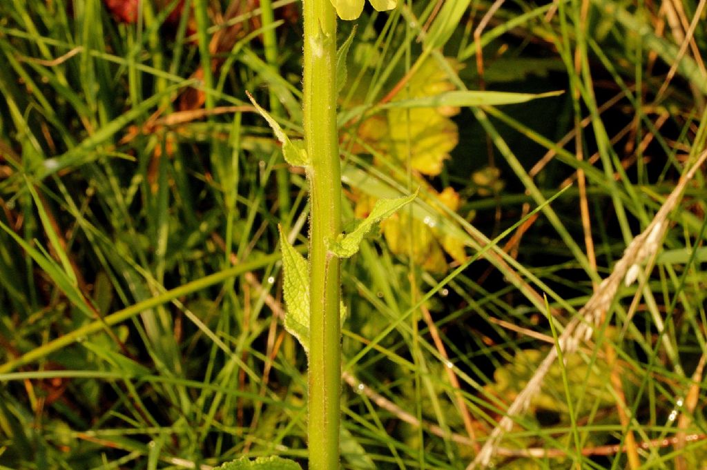 Verbascum nigrum / Verbasco nero